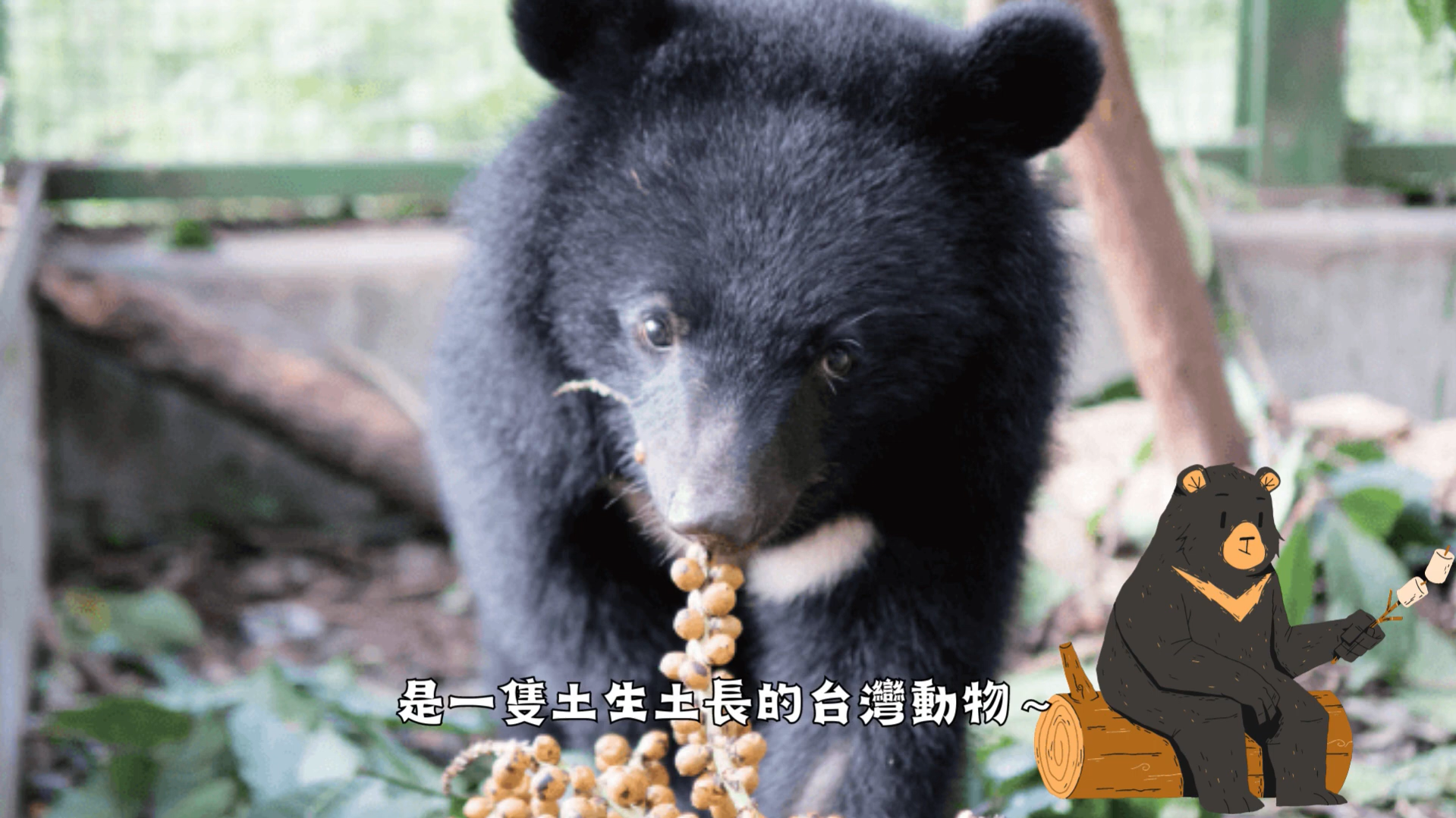 【2023 PT SDGs Talk 影音作品集：社會問題解決類－110】熊貓與台灣黑熊帶來之效益及永續保育